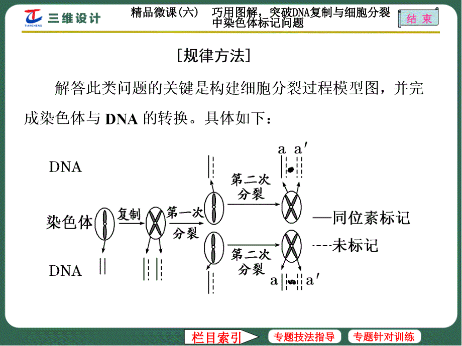 精品微课(六) 巧用图解突破DNA复制与细胞分裂中染色体标记问题_第4页