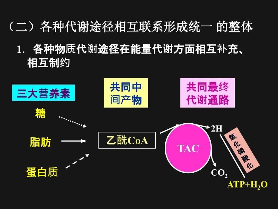 第5章-物质代谢调节与整合_第5页