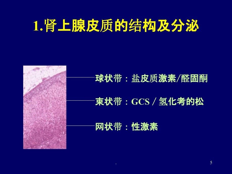 糖皮质激素在疼痛治疗的合理应用PPT课件_第5页