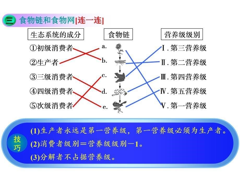 第33讲 生态系统的结构_第5页