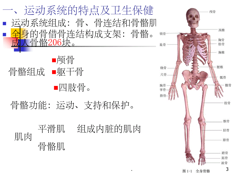 幼儿各系统生理特点和保健措施PPT课件_第3页