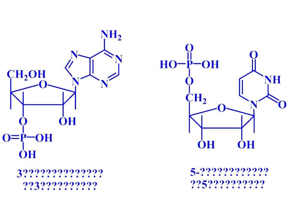 六 核酸类物质的发酵机制_第5页