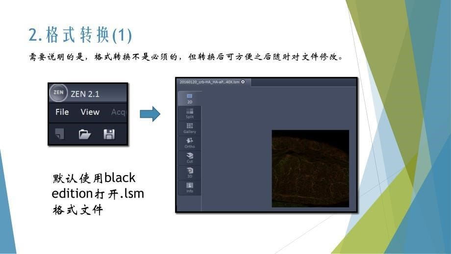 关于激光共聚焦显微镜拍照后图像的处理（2020年整理）.ppt_第5页