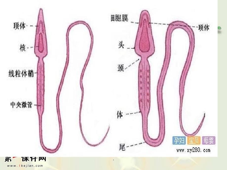 六年级科学下册《我从哪里来》_第5页