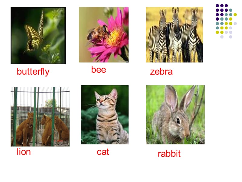 英语学习-动物单词_第2页