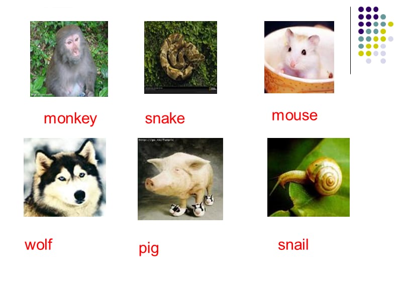 英语学习-动物单词_第4页