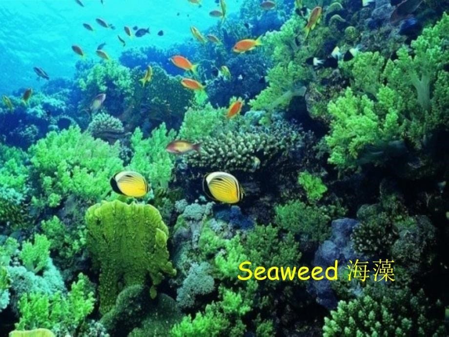 中小学公开课优质课件精选——unit3 under the sea using language_第5页