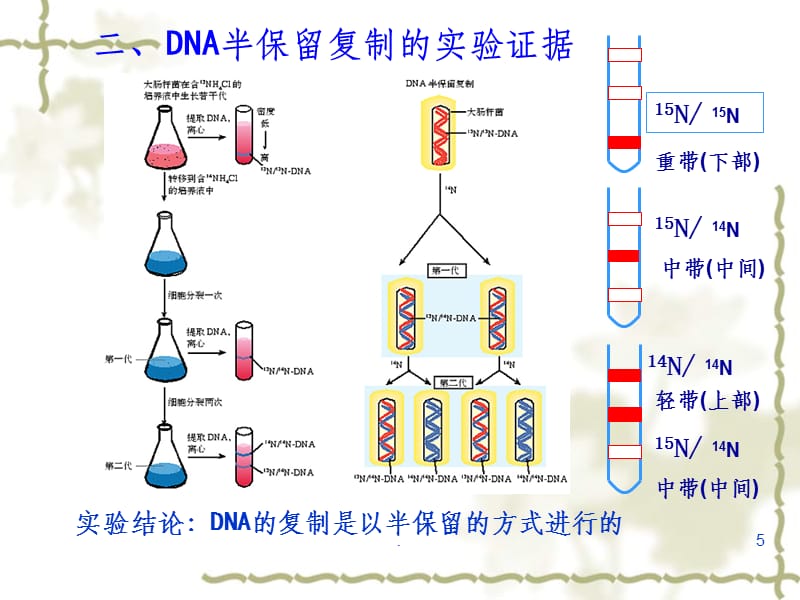 DNA分子的复制1精58263ppt课件_第5页