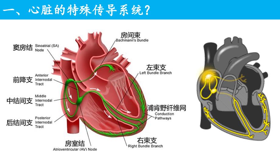 正常心电图解读（2020年整理）.ppt_第2页