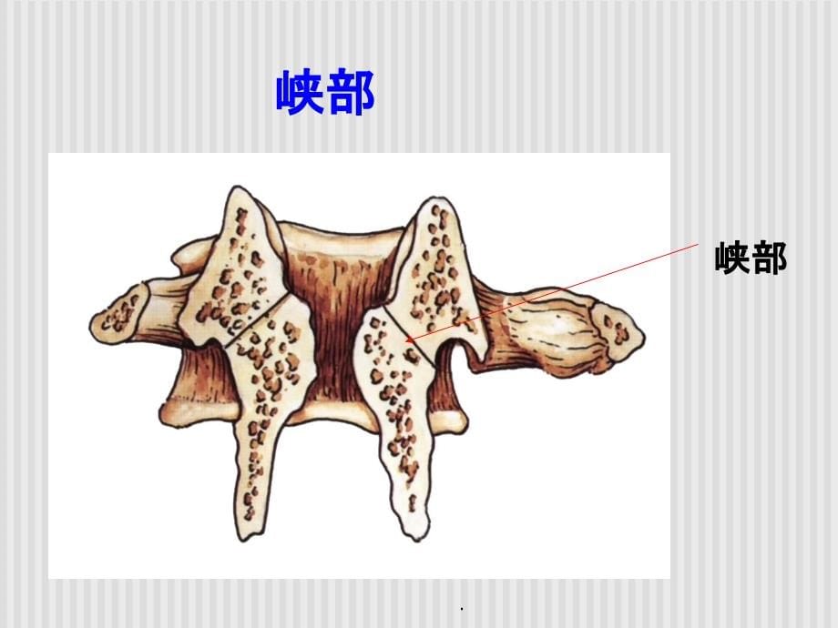 脊柱解剖1PPT课件_第5页