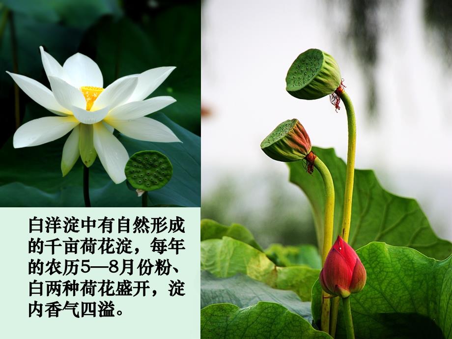 《荷花淀》新课导入.ppt_第4页