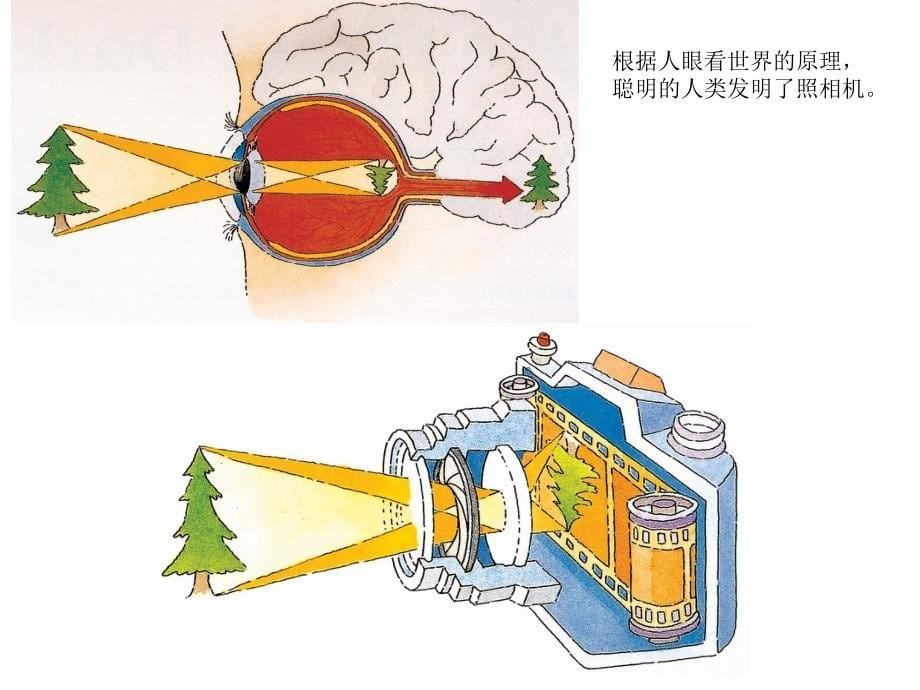 亮眼睛课件教学文案_第5页