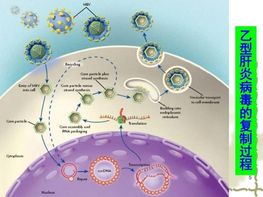 乙肝病毒cccDNA检测ppt课件_第5页