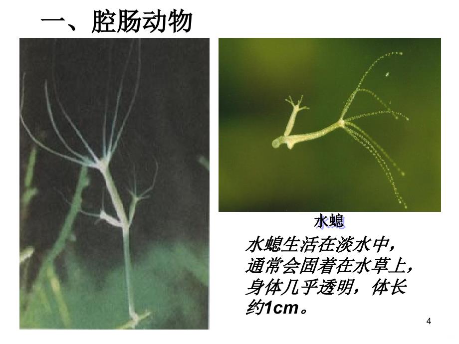 腔肠动物与扁形动物ppt课件_第4页