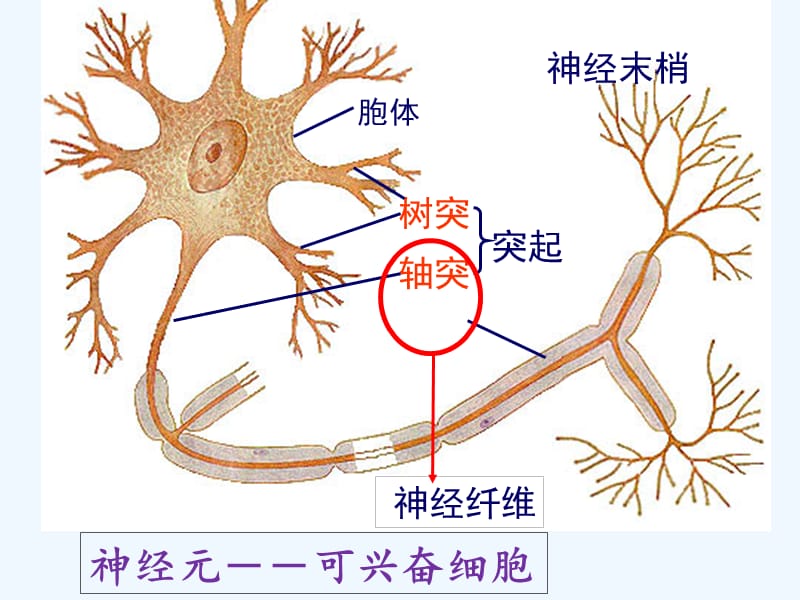 浙江省嘉兴市高中生物第二章动物生命活动的调节2.2神经系统的结构与功能课件浙科版必修3_第4页