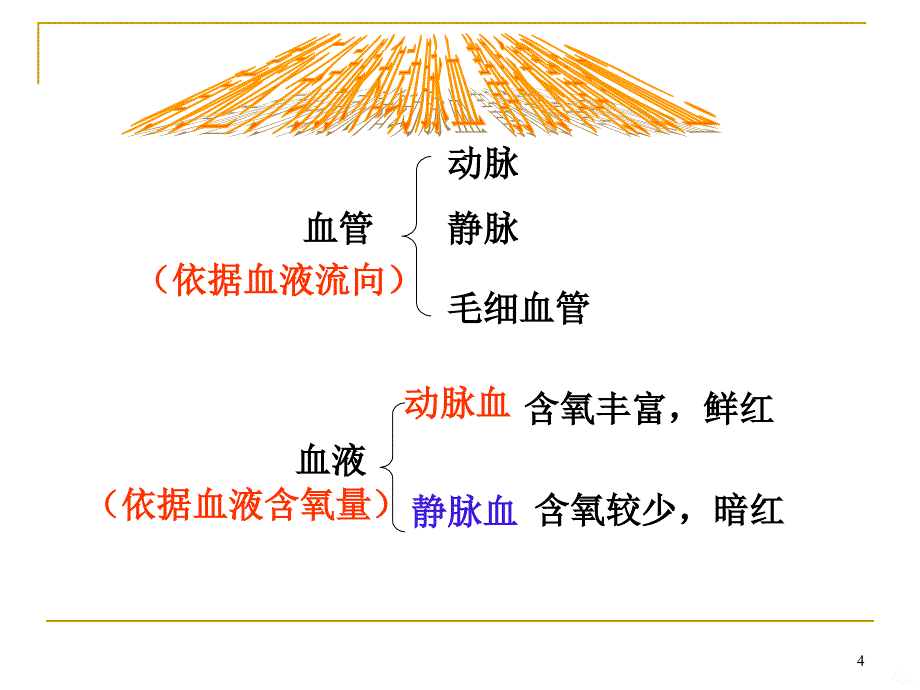 生物血液循环ppt课件_第4页