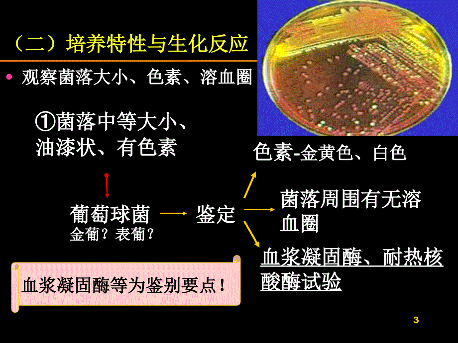 医疗球菌葡链ppt课件_第3页