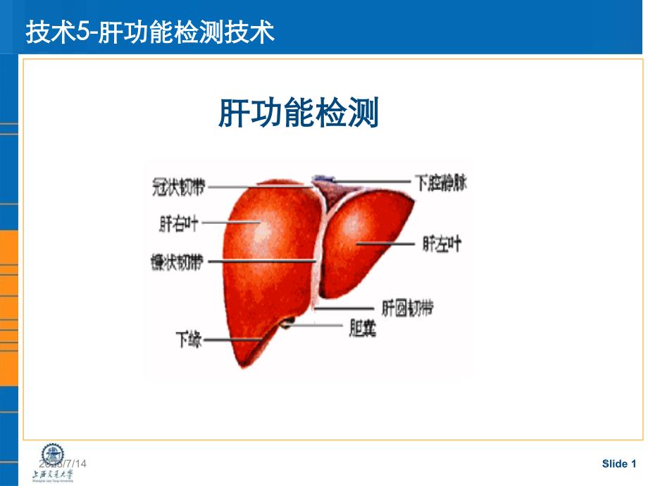 实验肝功能检测ppt课件_第1页