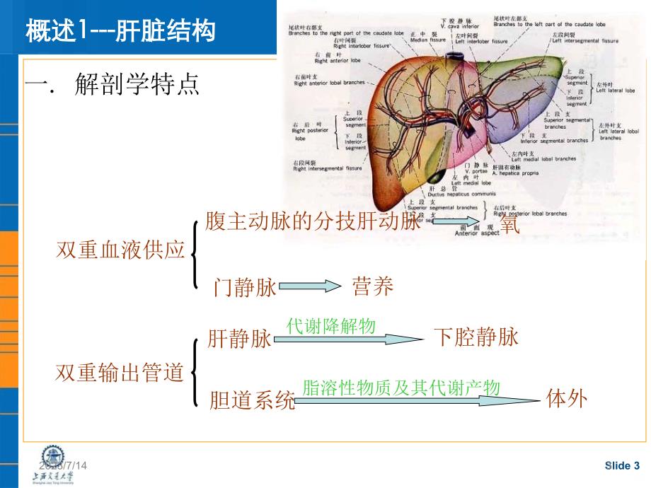 实验肝功能检测ppt课件_第3页