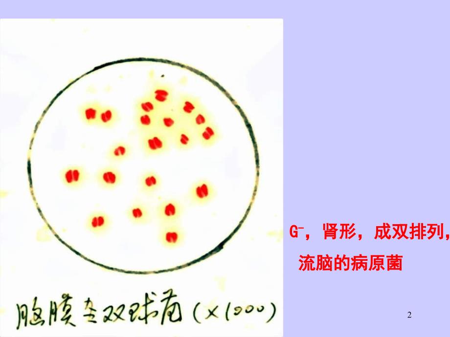 中药夜大实验二ppt课件_第2页