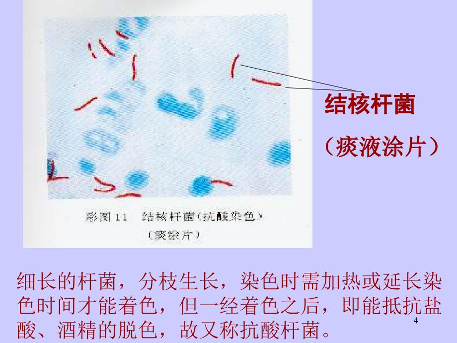 中药夜大实验二ppt课件_第4页