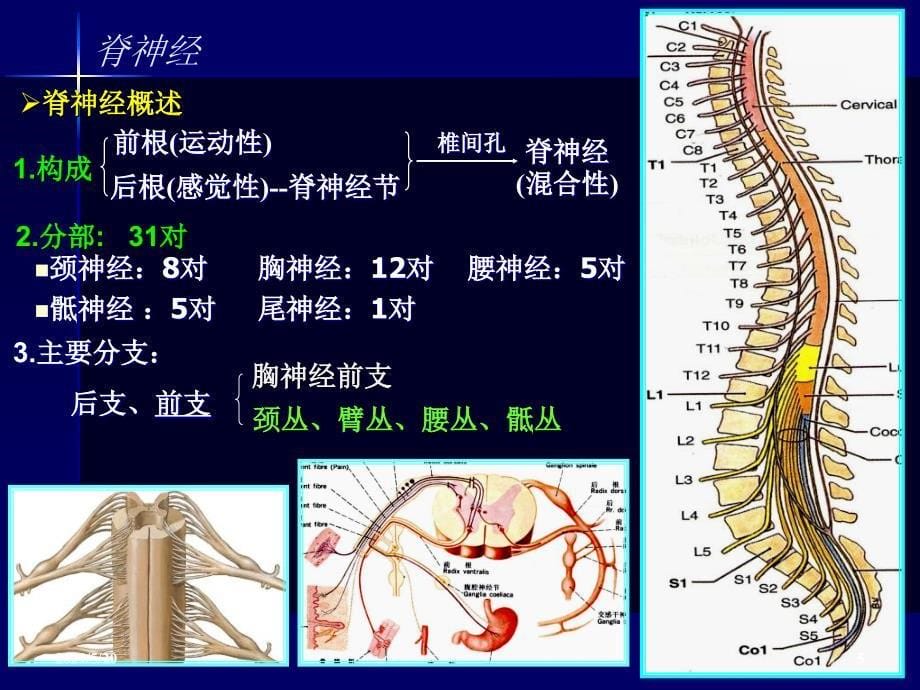 神经系统药学龚ppt课件_第5页