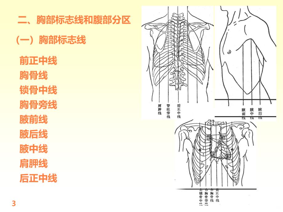 内脏学总论消化系统ppt课件_第3页