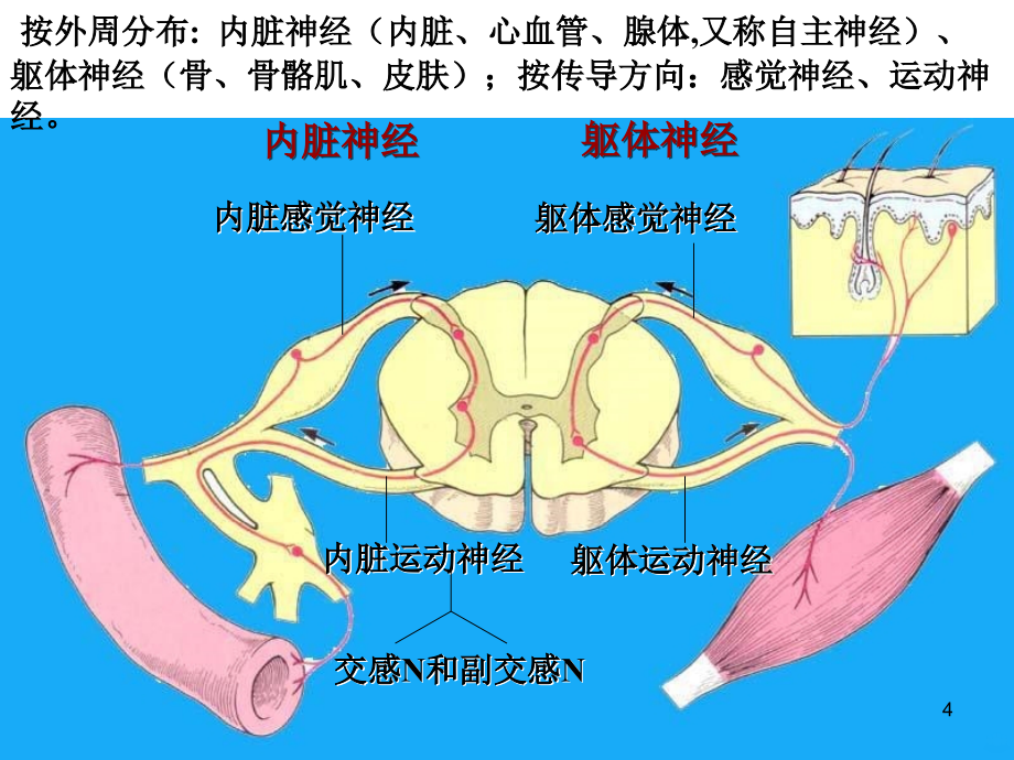 神经系统竞赛ppt课件_第4页