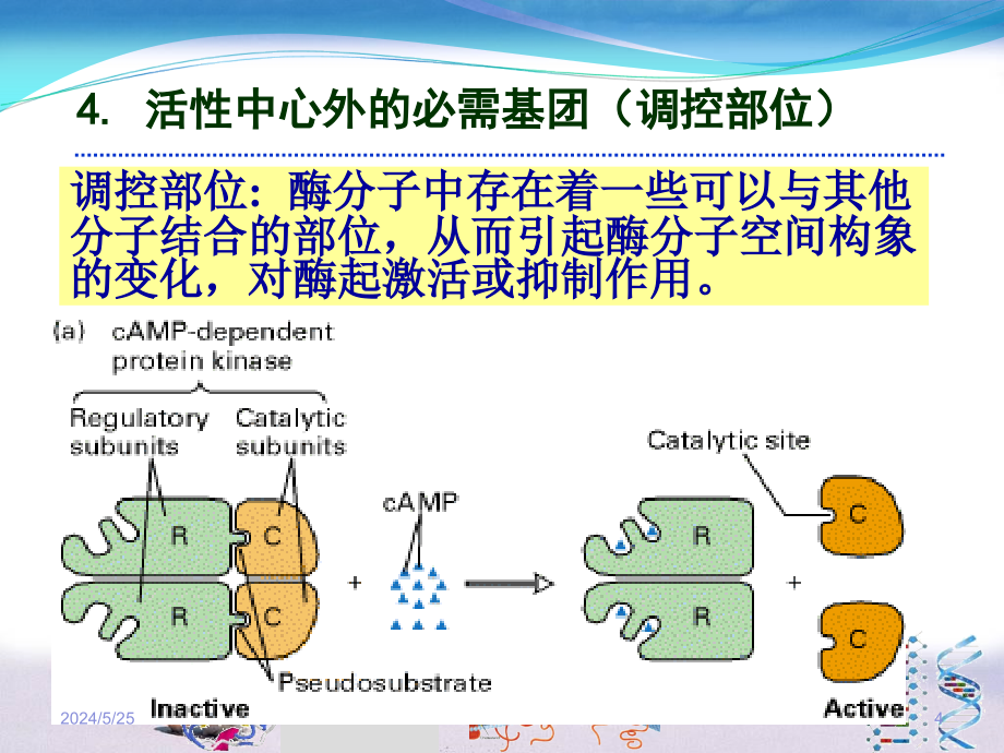 酶的结构纯化及活性十一ppt课件_第4页