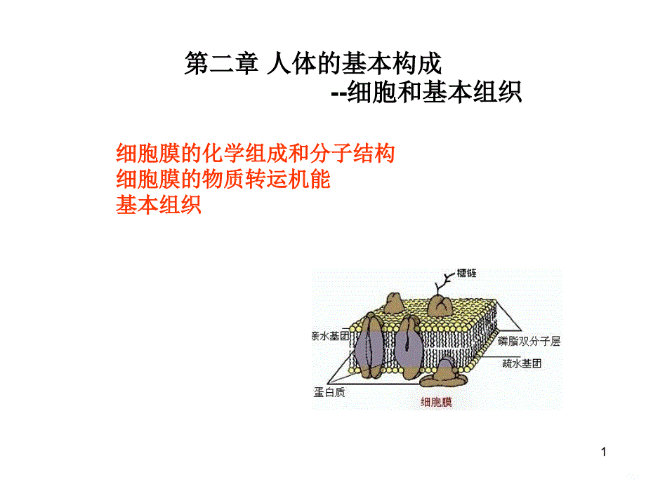 人体解剖第二章人体的基本组织第一节细胞ppt课件_第1页