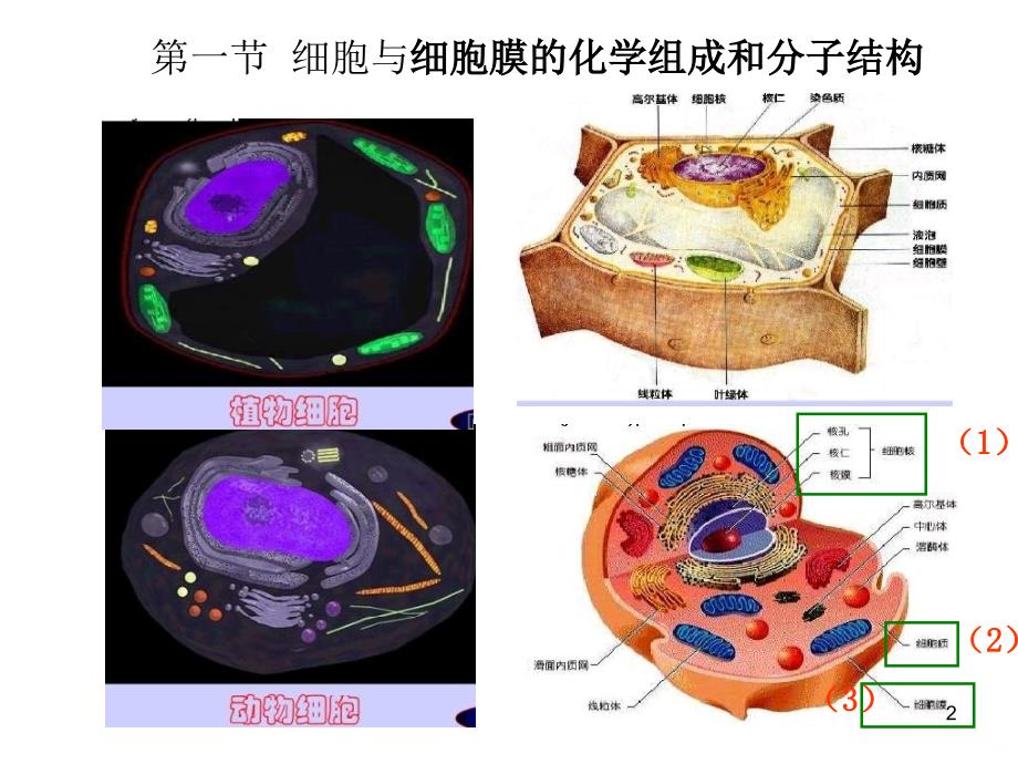 人体解剖第二章人体的基本组织第一节细胞ppt课件_第2页