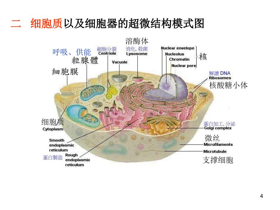 人体解剖第二章人体的基本组织第一节细胞ppt课件_第4页