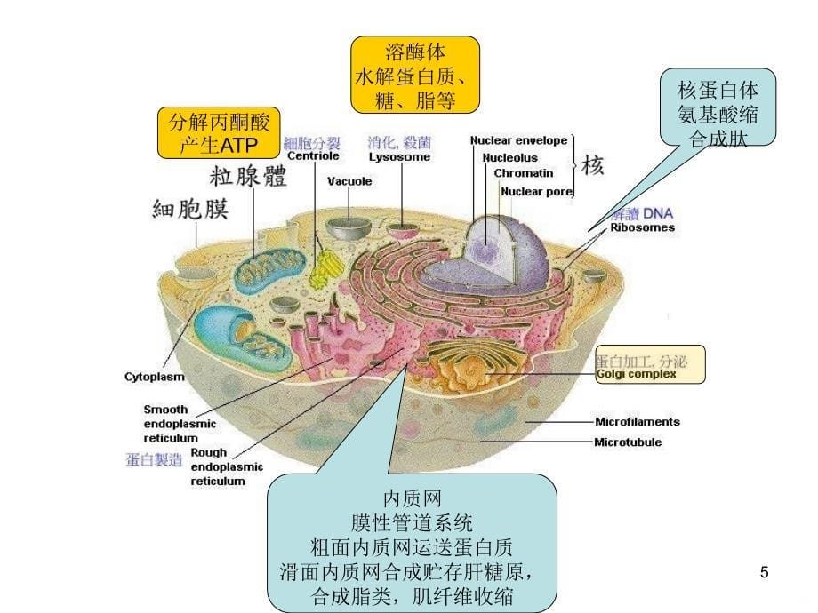 人体解剖第二章人体的基本组织第一节细胞ppt课件_第5页