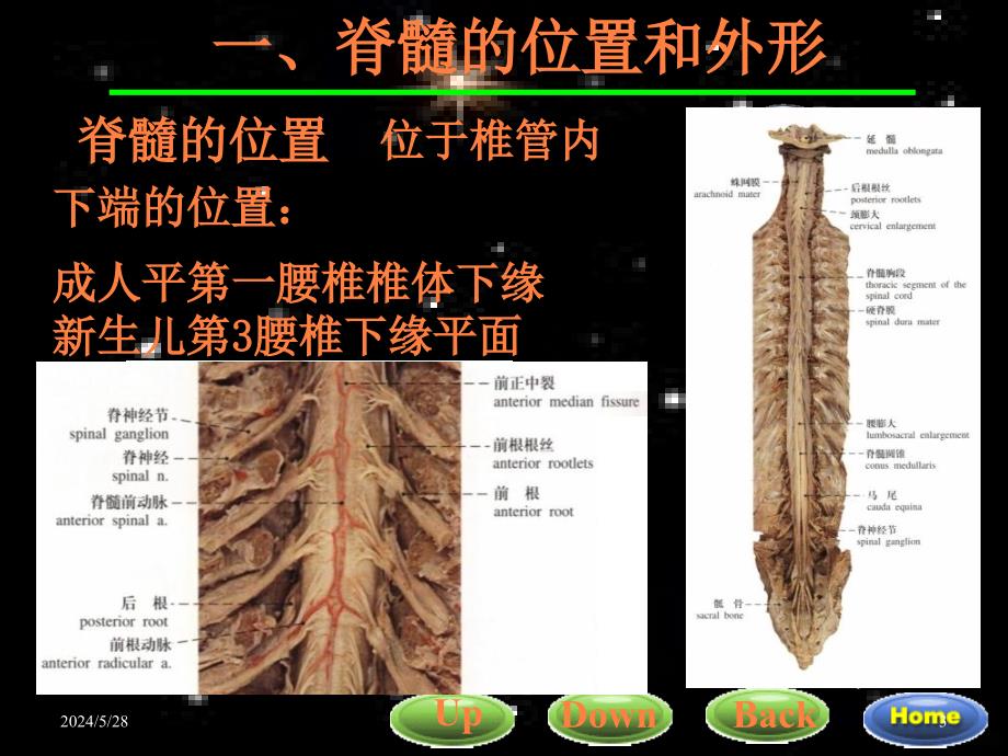 脊髓解剖与功能ppt课件_第3页