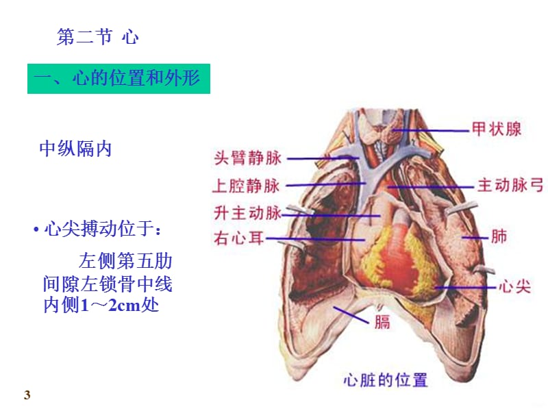 心血管系统心脏ppt课件_第3页