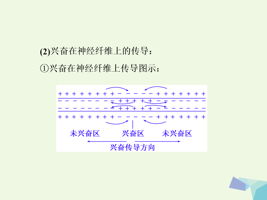 （通用版）高考生物二轮复习第一部分专题三稳态系统第2讲动物和人体的生命调节系统(难点增分课)课件_第2页