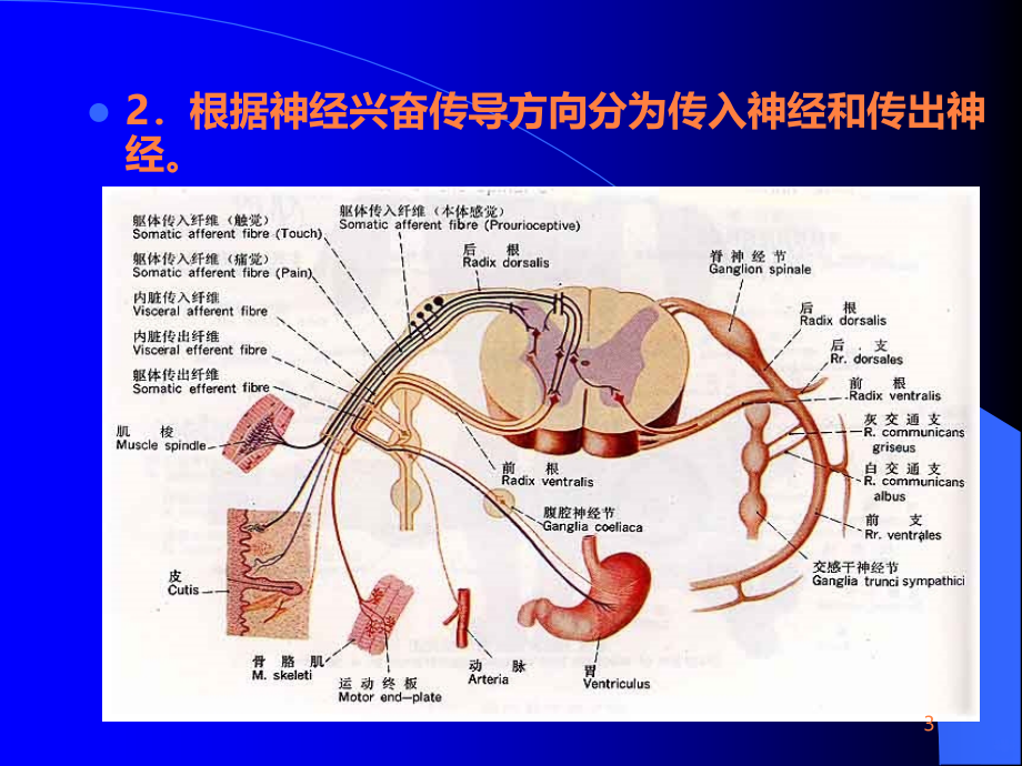 神经系统及其整合功能(1)ppt课件_第3页