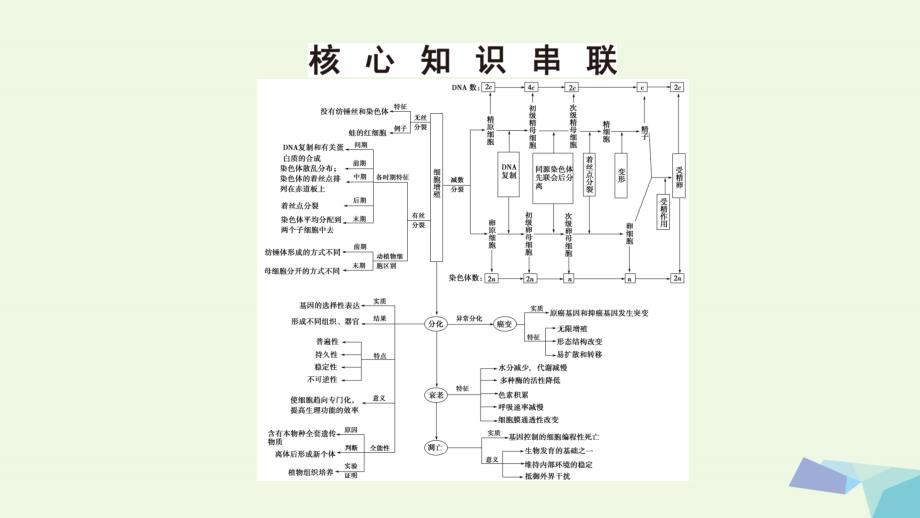 （通用版）高考生物二轮复习第1部分板块1代谢专题5细胞的生命历程课件_第3页