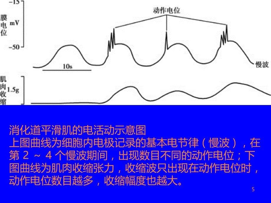 消化系统生理学ppt课件_第5页