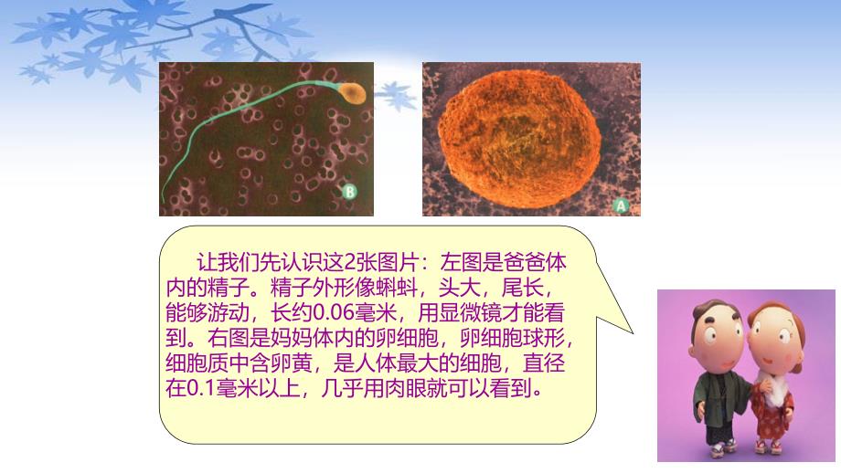 苏科版八年级生物上册21.1《人的生殖》课件_第3页