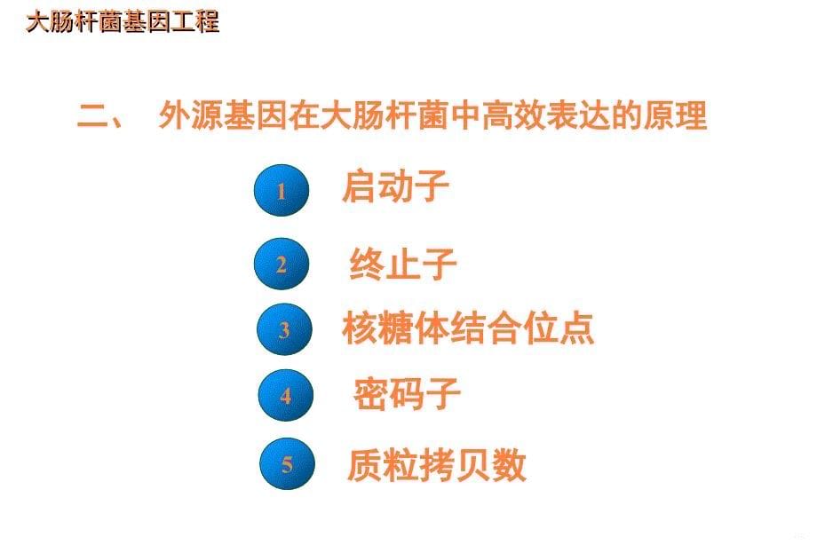 大肠杆菌基因工程ppt课件_第5页