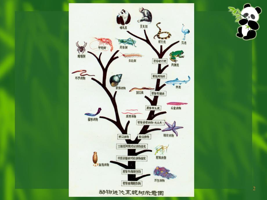 脊椎动物机体结构和机能的演化ppt课件_第2页