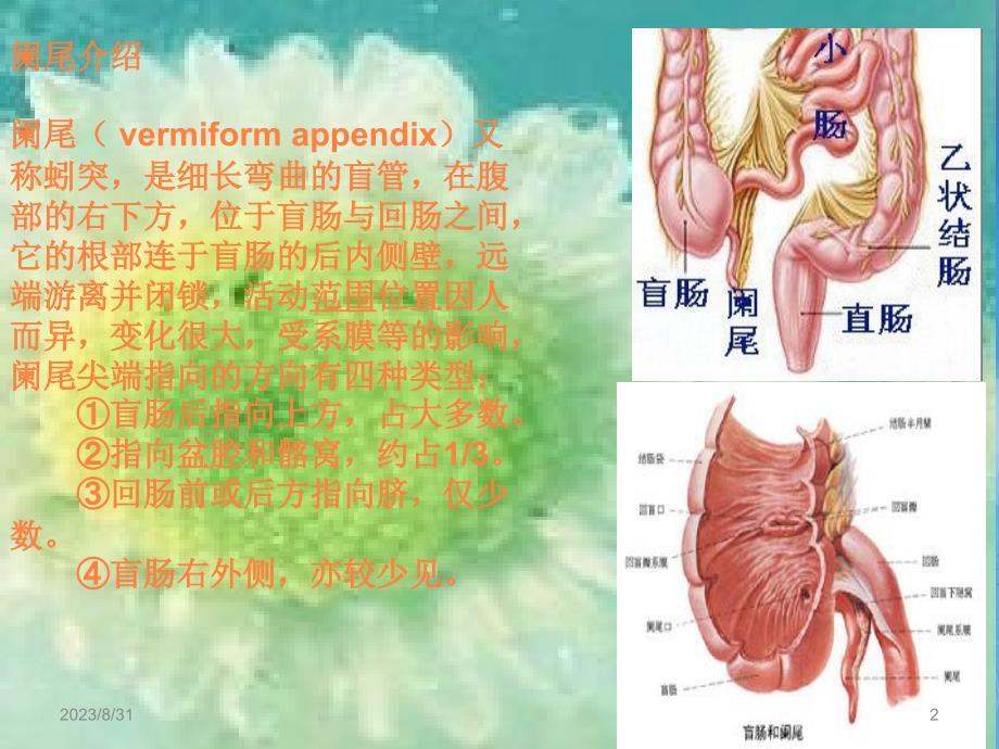 阑尾及阑尾炎ppt课件_第2页