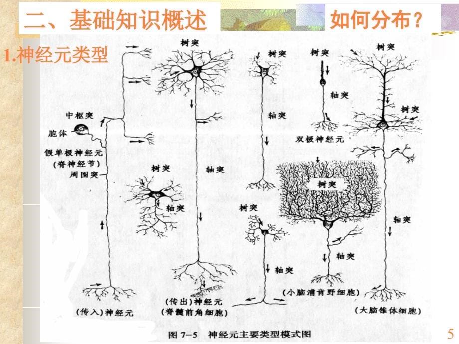 “神经系统的结构与功能”ppt课件_第5页