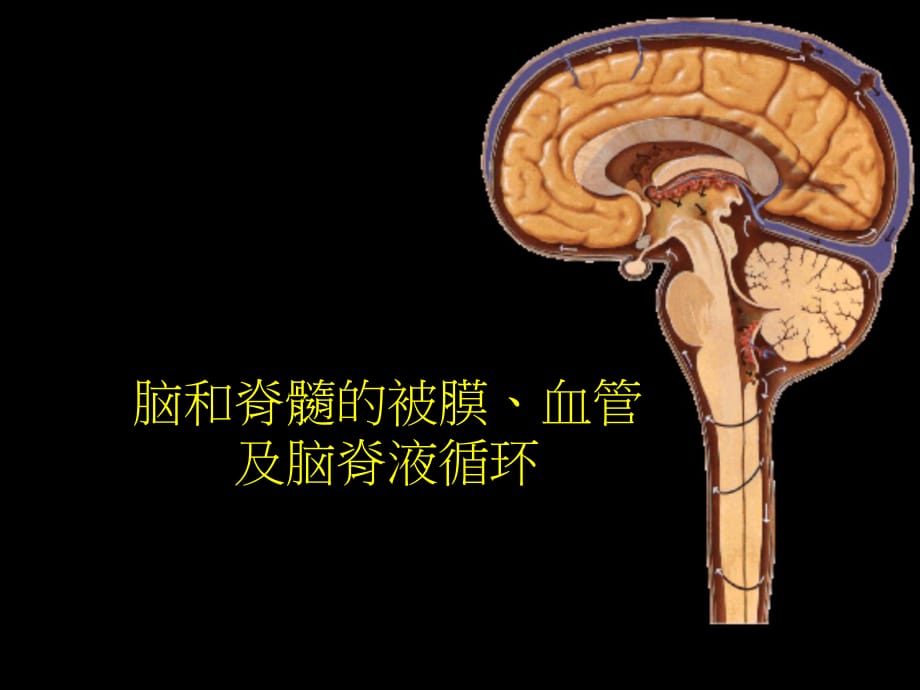 临床医学讲解习题考题J脑和脊髓的被膜_第1页
