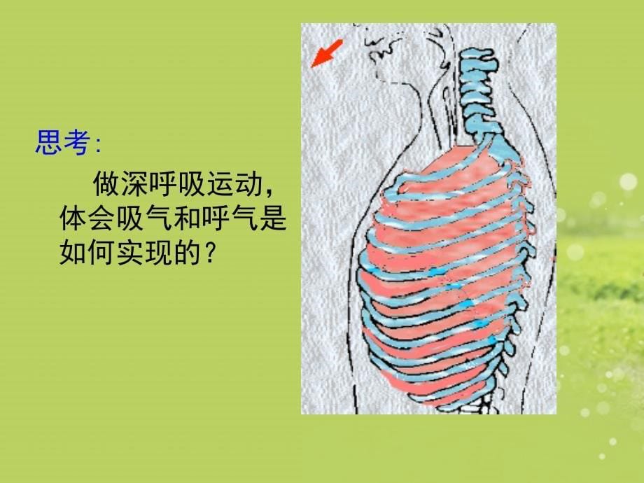 2014.4.4人体细胞获得氧气的过程第二课时说课讲解_第5页