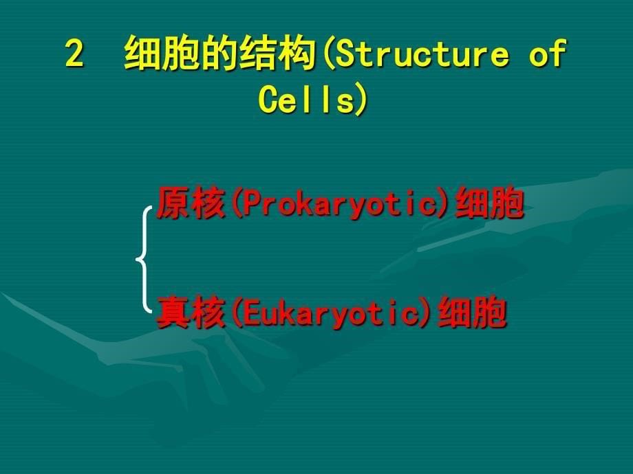 细胞遗传学第二章1-2_第5页