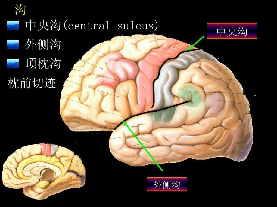 临床医学讲解习题考题端脑_黄颖(改)_2006.9.10_第5页