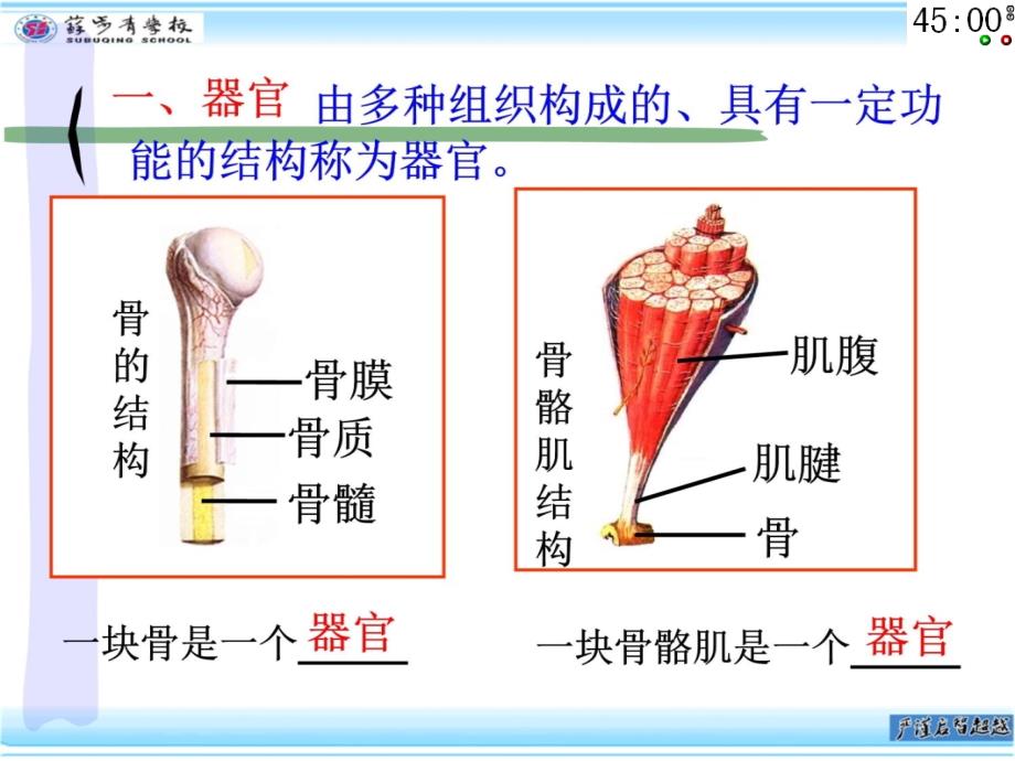 2.33生物的结构层次知识讲解_第3页