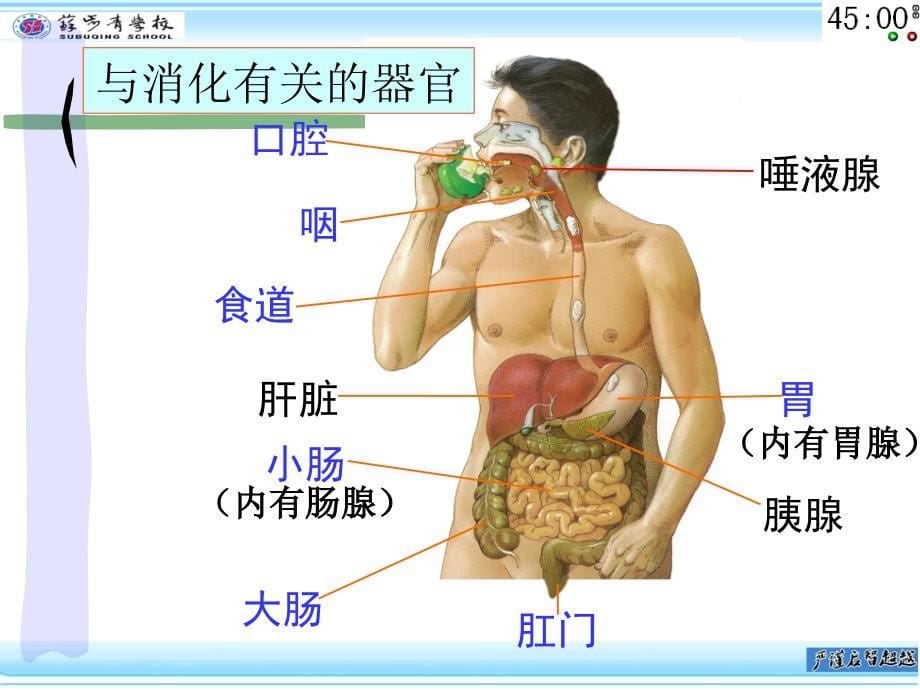 2.33生物的结构层次知识讲解_第5页